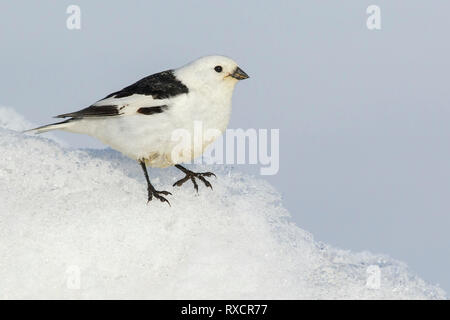 Bruant des neiges (Plectrophenax nivalis) perché sur la glace sur la toundra dans le Nord de l'Alaska. Banque D'Images