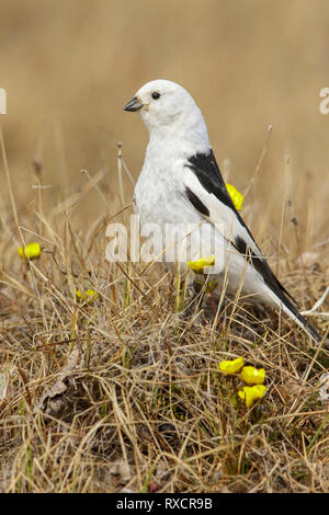 Bruant des neiges (Plectrophenax nivalis) dans la toundra dans le Nord de l'Alaska. Banque D'Images