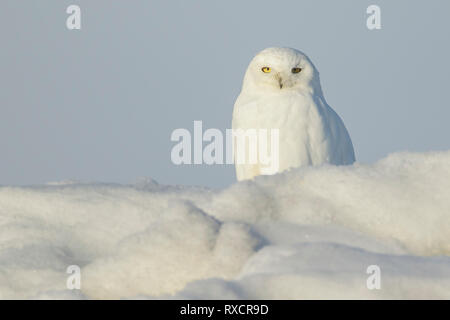 Le harfang des neiges (Bubo scandiacus) perché sur la glace sur la toundra dans le Nord de l'Alaska. Banque D'Images