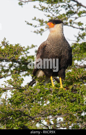 Caracara huppé, Caracara plancus) perché sur une branche au Chili. Banque D'Images