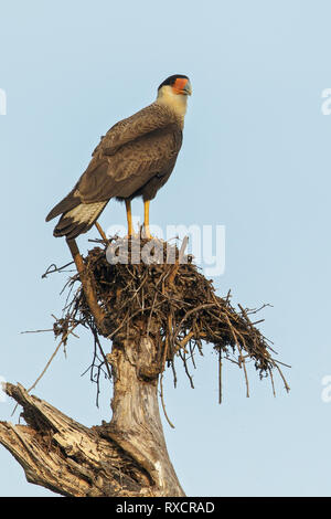 Caracara huppé (Caracara plancus) dans la région du Brésil Pantalal Banque D'Images