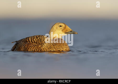 Ours à lunettes (Eider Somateria fischeri) se nourrissant d'un petit étang dans la toundra dans le Nord de l'Alaska. Banque D'Images