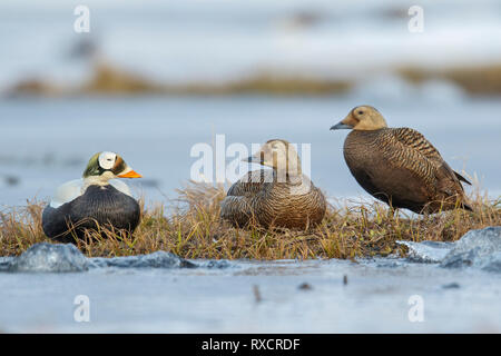 Ours à lunettes (Eider Somateria fischeri) se nourrissant d'un petit étang dans la toundra dans le Nord de l'Alaska. Banque D'Images