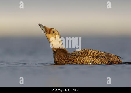 Ours à lunettes (Eider Somateria fischeri) se nourrissant d'un petit étang dans la toundra dans le Nord de l'Alaska. Banque D'Images