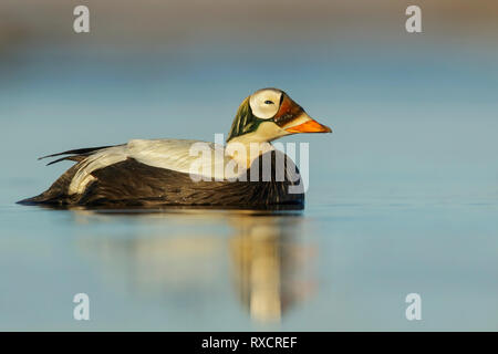 Ours à lunettes (Eider Somateria fischeri) se nourrissant d'un petit étang dans la toundra dans le Nord de l'Alaska. Banque D'Images