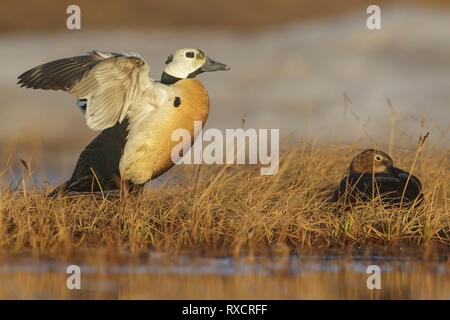 Eider de Steller (Polysticta stelleri) se nourrissant d'un petit étang dans la toundra dans le Nord de l'Alaska. Banque D'Images