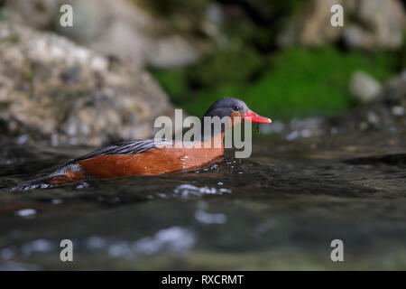Torrent Duck (Merganetta armata) nourrir le long d'un ruisseau de montagne, se précipitant au Chili. Banque D'Images