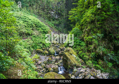 Am Bach Wanderweg végétation und der Levada do Caldeirao Verde Queimadas, Parc Forestier, Madeira, Portugal, Europa | végétation et petite rivière à th Banque D'Images