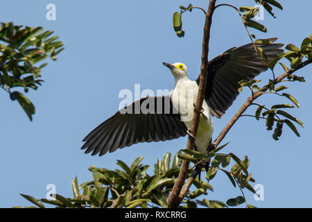 White Woodpecker (Melanerpes candidus) dans la région du Brésil Pantalal. Banque D'Images