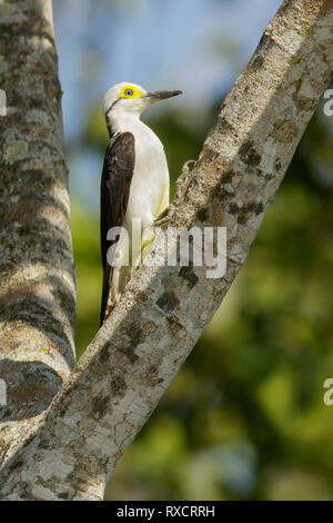 White Woodpecker (Melanerpes candidus) dans la région du Brésil Pantalal. Banque D'Images