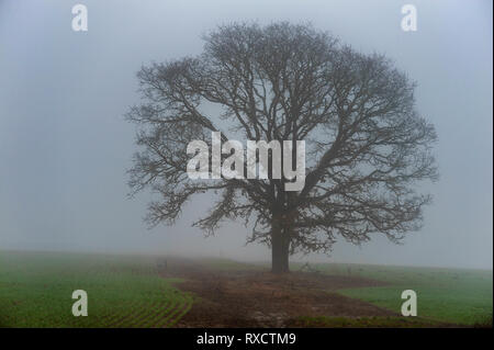 Un lone oak se trouve dans un champ de couverture du sol en hiver le brouillard enveloppe la ciel. Banque D'Images