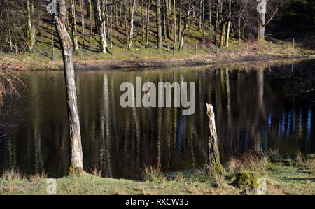 Arbres se reflétant dans les eaux calmes de Lanty's Tarn à l'Est de l'Birkhouse Wainwright Moor en le Parc National du Lake District, Cumbria, England, UK. Banque D'Images