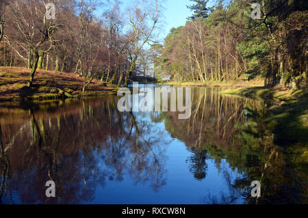 Arbres se reflétant dans les eaux calmes de Lanty's Tarn à l'Est de l'Birkhouse Wainwright Moor en le Parc National du Lake District, Cumbria, England, UK. Banque D'Images