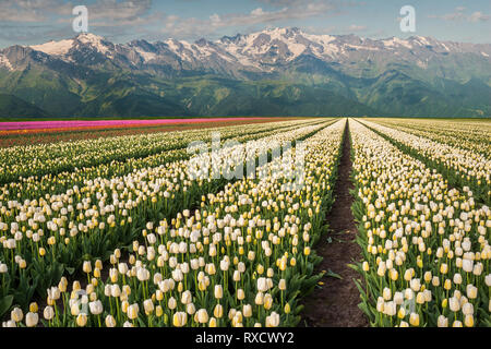 Paysage de printemps avec de belles montagnes et champ de tulipes, terres agricoles floral Banque D'Images