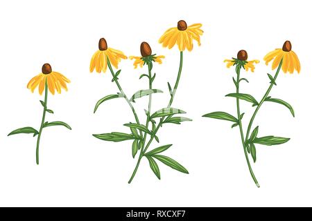 Ensemble Fleur Rudbeckia dessiné à la main. Dessin au vecteur. Conception de la ligne artistique botanique Illustration de Vecteur