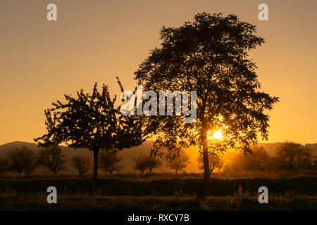 Magnifique coucher de soleil dans la campagne en été. Le soleil qui brillait à travers les arbres dans un verger, Alsace, France. Banque D'Images