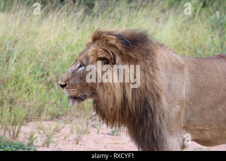 L'African Lion alerte mâle Banque D'Images