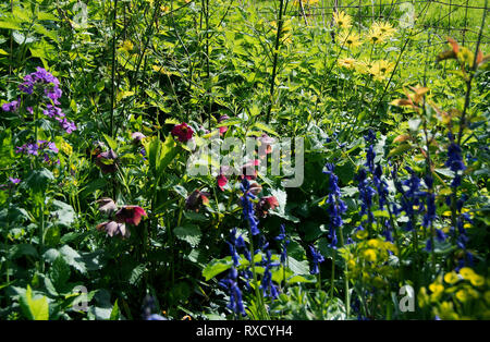 Country Garden et le bord de champ au printemps avec honnêteté violet prune,de graines hellébores orientales ; Golden yellow daisies maranta, jacinthes, orties et Euphorbi Banque D'Images