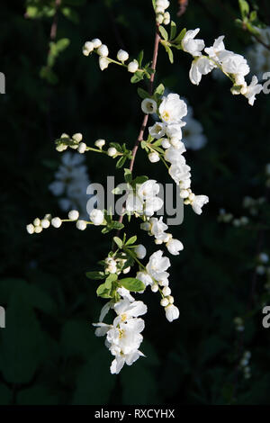 Exochorda x macrantha 'The Bride' moyennes, arrondies arbuste à feuilles caduques avec roulement branches arquant oblongues, feuilles vert pâle ; les fleurs 3cm de largeur, Banque D'Images