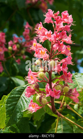Aesculus x carnea Banque D'Images