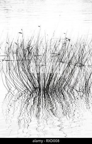 De l'herbe sèche dans la rivière silhouette, détail de Reed dans l'étang en noir et blanc à contraste élevé Banque D'Images