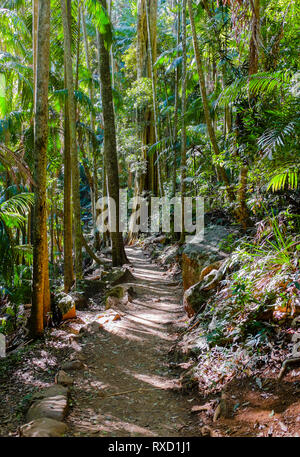 Chemin à travers la forêt tropicale au Mont Tamborine dans le parc national de Tamborine Queensland Australie Banque D'Images