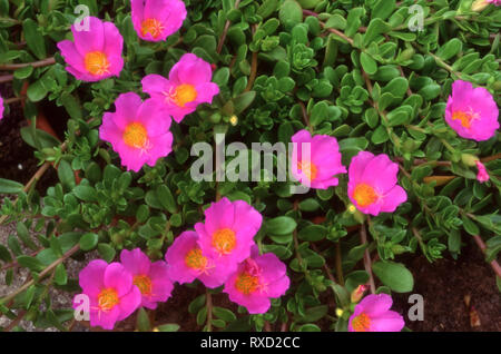 PORTULACA GRANDIFLORA, LE SOLEIL plante en fleur. Banque D'Images