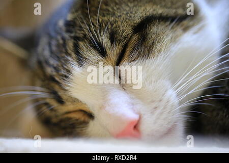 Oeil Ferme Petit Visage De Chat Photo Stock Alamy