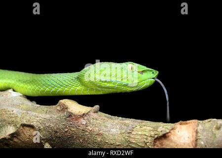 Cameron Highlands Pit Viper, Trimeresurus nebularis Banque D'Images