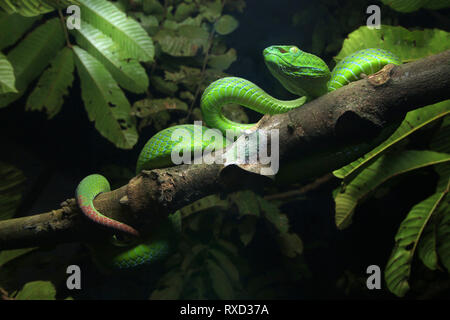 Cameron Highlands Pit Viper, Trimeresurus nebularis Banque D'Images