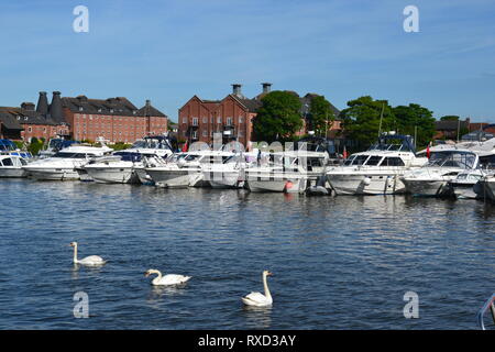 Cygnes en face de l'yachts amarrés sur Oulton Broad, Suffolk, UK Banque D'Images