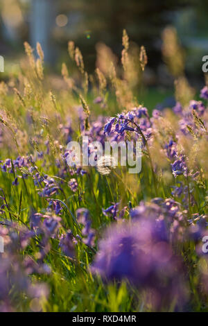 Dandelion Seedhead ; Taraxacum officinale ; avec Bluebells, Cornwall, UK Banque D'Images