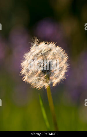 Dandelion Seedhead ; Taraxacum officinale, Cornwall, UK Banque D'Images