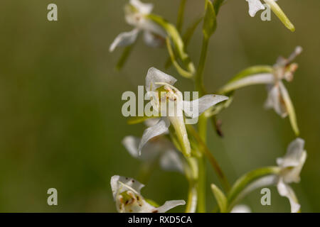 Platanthère ; Platanthera chlorantha ; Fleur ; Royaume-Uni ; Somerset Banque D'Images