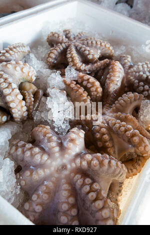 Matières premières fraîches octopus en port local à Paphos. Nourriture chypriote traditionnel sur l'île de Chypre. Banque D'Images