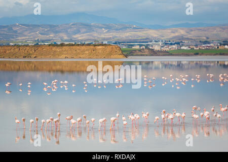 Belle Akrotiri Salt lake plein de flamants roses oiseaux près de Larnaca. Paysage avec la flore prises sur l'île de Chypre. Banque D'Images