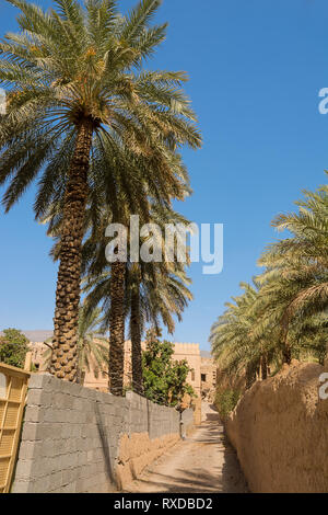 Entre la date de l'allée des palmiers dans le village d'Al Hamra (Oman) Banque D'Images