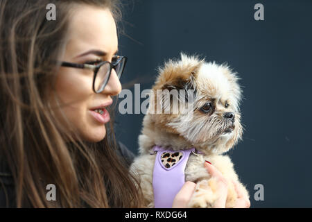 Birmingham, UK. 9 mars, 2019. Les chiens arrivent avec leurs propriétaires sur la troisième journée de Crufts, la plus grande exposition canine, à la NEC de Birmingham. Minnie le Shipom est tenu par sa propriétaire Lauren. Peter Lopeman/Alamy Live News Banque D'Images