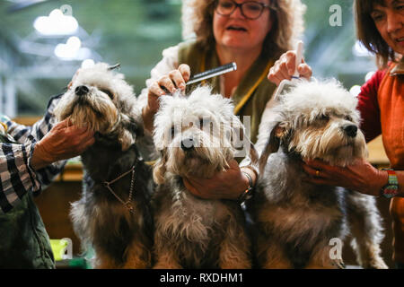 Birmingham, UK. 9 mars, 2019. Trois terriers reçoit une épinette de dernière minute avant le spectacle. Crédit : Peter Lopeman/Alamy Live News Banque D'Images