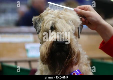 Birmingham, UK. 9 mars, 2019. Un terrier reçoit un peigne de dernière minute avant le spectacle. Crédit : Peter Lopeman/Alamy Live News Banque D'Images