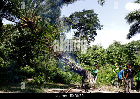 Aceh, Indonésie. Mar 9, 2019. Les travailleurs d'Aceh l'environnement et des Forêts Ministère réduire-illégalement planté de palmiers à huile la forêt de conservation Leuser dans la province d'Aceh, en Indonésie, le 9 mars 2019. Au cours des dernières années, Aceh l'environnement et des Forêts Ministère membres ont effacé les palmiers à huile dans le domaine de l'Écosystème Leuser, accueil d'espèces en péril comme l'orang-outan de Sumatra, les tigres et les éléphants. Credit : Junaidi/Xinhua/Alamy Live News Banque D'Images