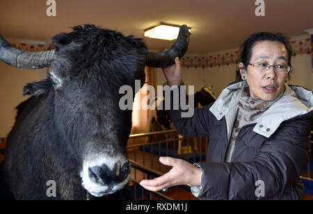 (190309) -- Lhassa, le 9 mars 2019 (Xinhua) -- Ji Qiumei yak utilise un modèle à conférence sur la croissance des yaks du Tibet à l'Académie des sciences agricoles et d'élevage à Lhassa, au sud-ouest de la région autonome du Tibet de la Chine, le 28 février 2019. Coupe sans effort les coupes d'un gigot tout en discutant avec les bergers en parle couramment le Tibétain, Ji Qiumei, mince et portant des lunettes, s'intègre parfaitement à la prairie. Né en 1965, Ji a étudié les yaks tibétains pendant 30 ans. Dans ce domaine, elle est la seule femme chercheur et le seul avec un doctorat. Visant à aider les éleveurs de la pauvreté grâce à Banque D'Images