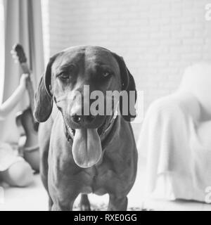 Mignon chien race Rhodesian Ridgeback dans un appartement de ville. photo en noir et blanc Banque D'Images