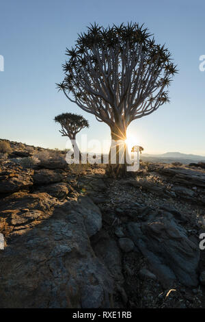 Un carquois kokerboom ou arbre sur une colline en Namibie. Banque D'Images