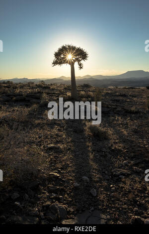 Un carquois kokerboom ou arbre sur une colline en Namibie. Banque D'Images