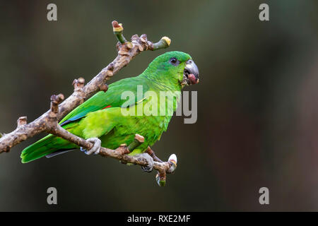 À bec noir (Amazona agilis) perché sur une branche en Jamaïque dans les Caraïbes. Banque D'Images