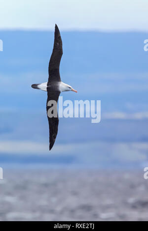 Albatros à sourcils noirs (Thalassarche melanophris) voler en Patagonie du Chili. Banque D'Images