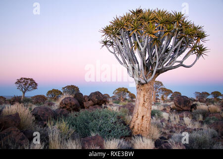 Dans la Quivertree Quiver Tree Forest Keetmanshoop, la Namibie. Banque D'Images