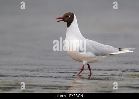 Brown-hooded Gull (Chroicocephalus maculipennis) le long de la côte du Chili. Banque D'Images