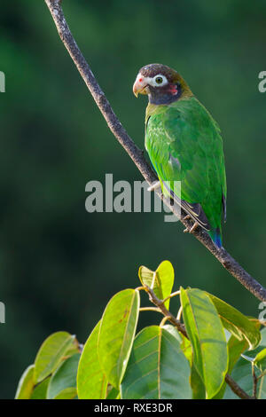 Brown-hooded Parrot (Pyrilia haematotis) perché sur une branche au Costa Rica. Banque D'Images